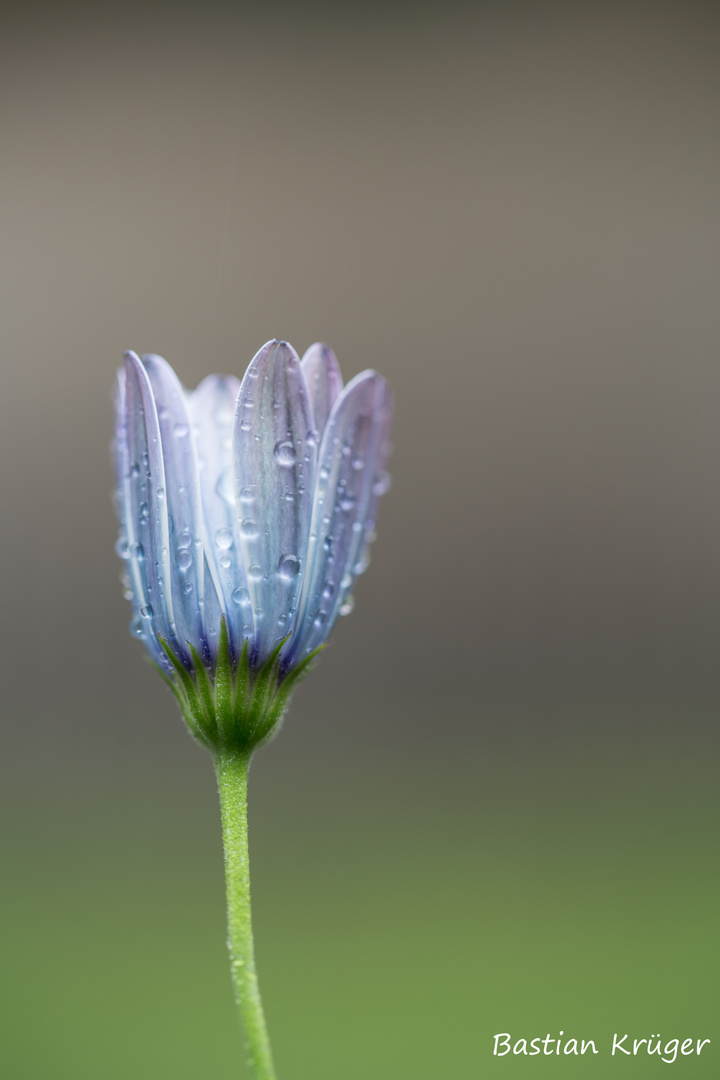 Osteospermum im Regen