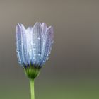 Osteospermum im Regen