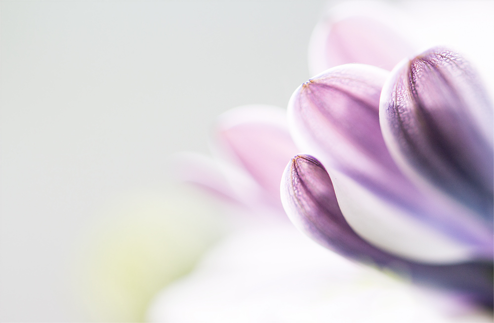 Osteospermum in pastelle