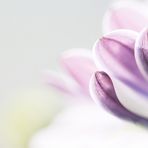 Osteospermum in pastelle