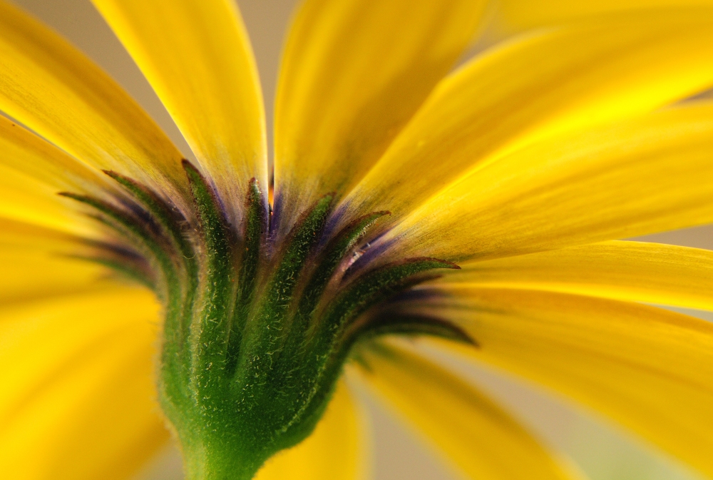 Osteospermum jaune