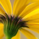 Osteospermum jaune