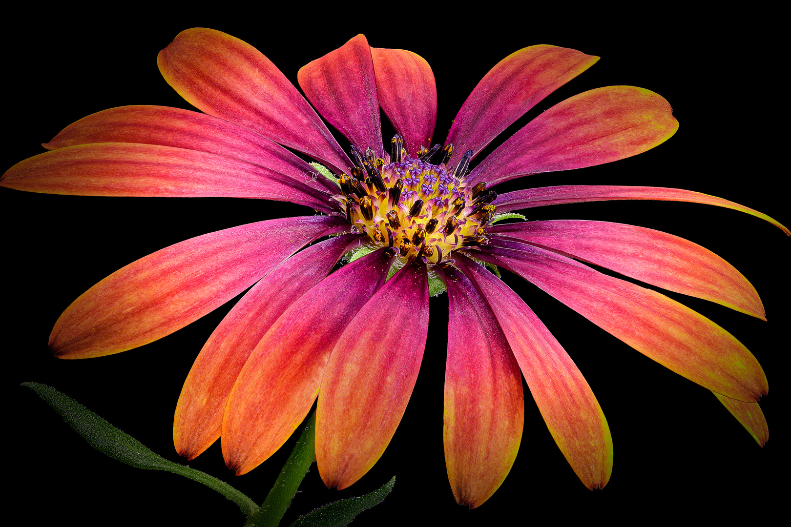 Osteospermum (Kapkörbchen)