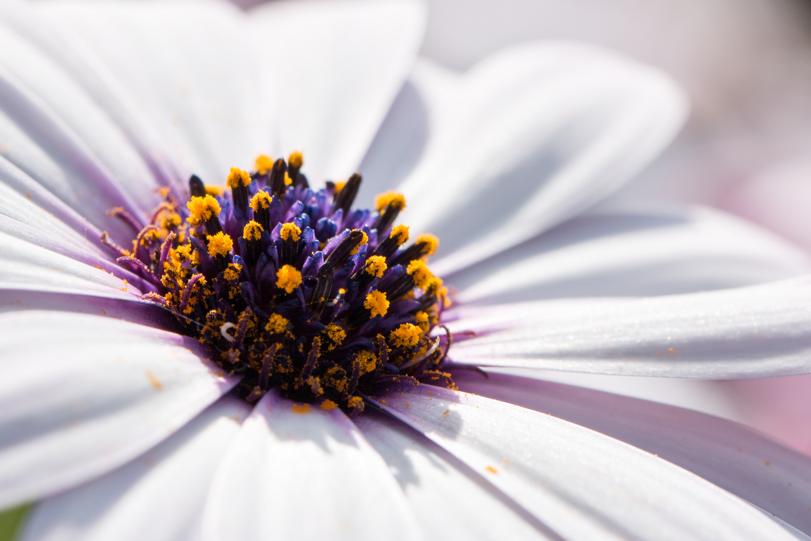 Osteospermum  *Kapkörbchen*