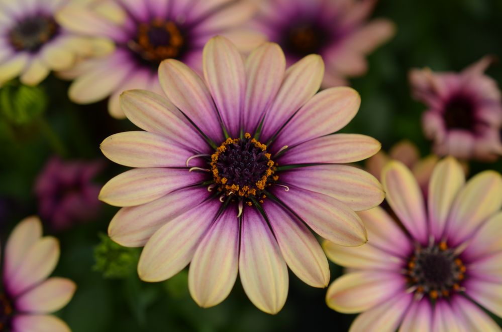 Osteospermum - Kapkörbchen