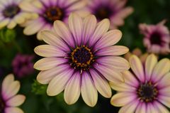 Osteospermum - Kapkörbchen