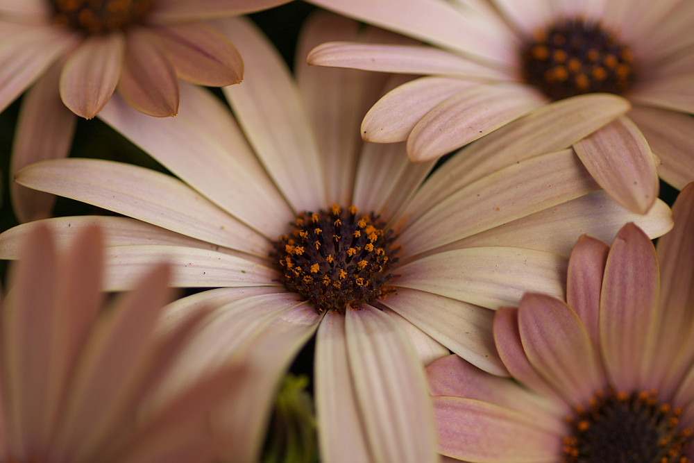 Osteospermum (Kapmargerite)