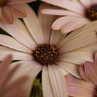 Osteospermum (Kapmargerite)