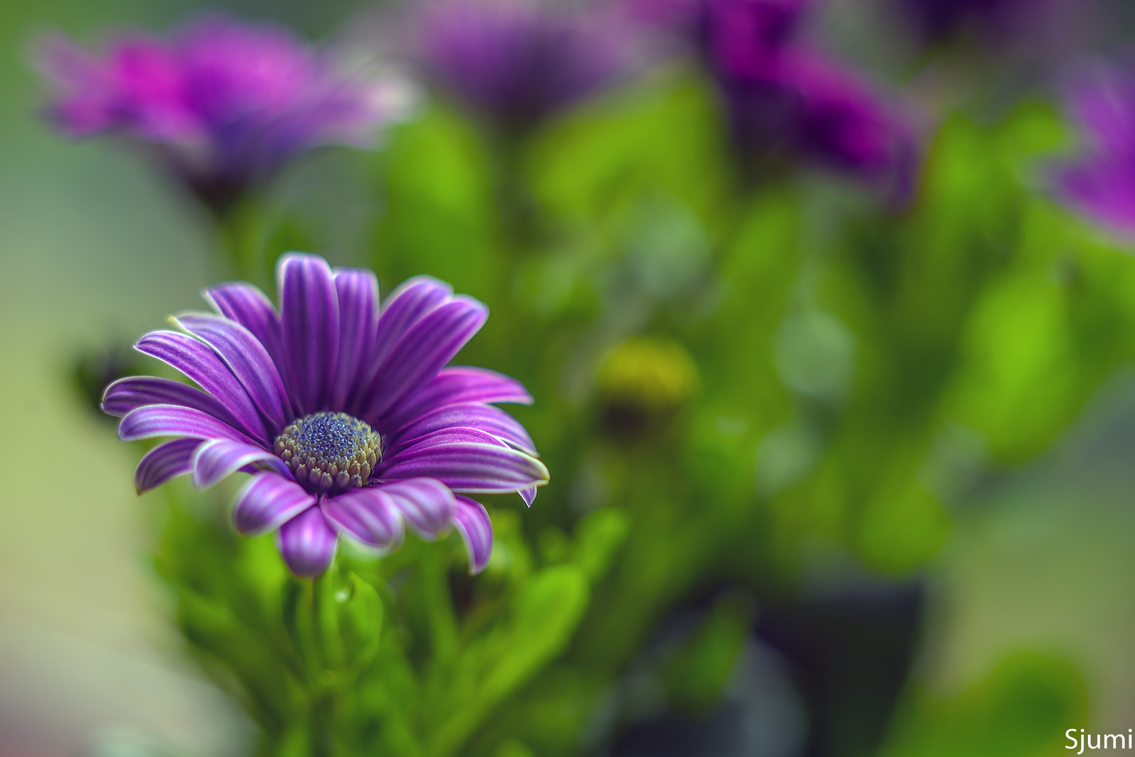 Osteospermum malerisch