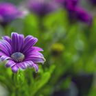 Osteospermum malerisch