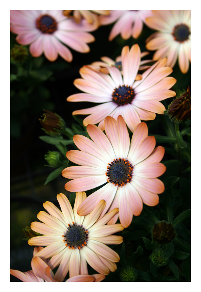 Osteospermum - Margerite II