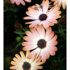 Osteospermum - Margerite II