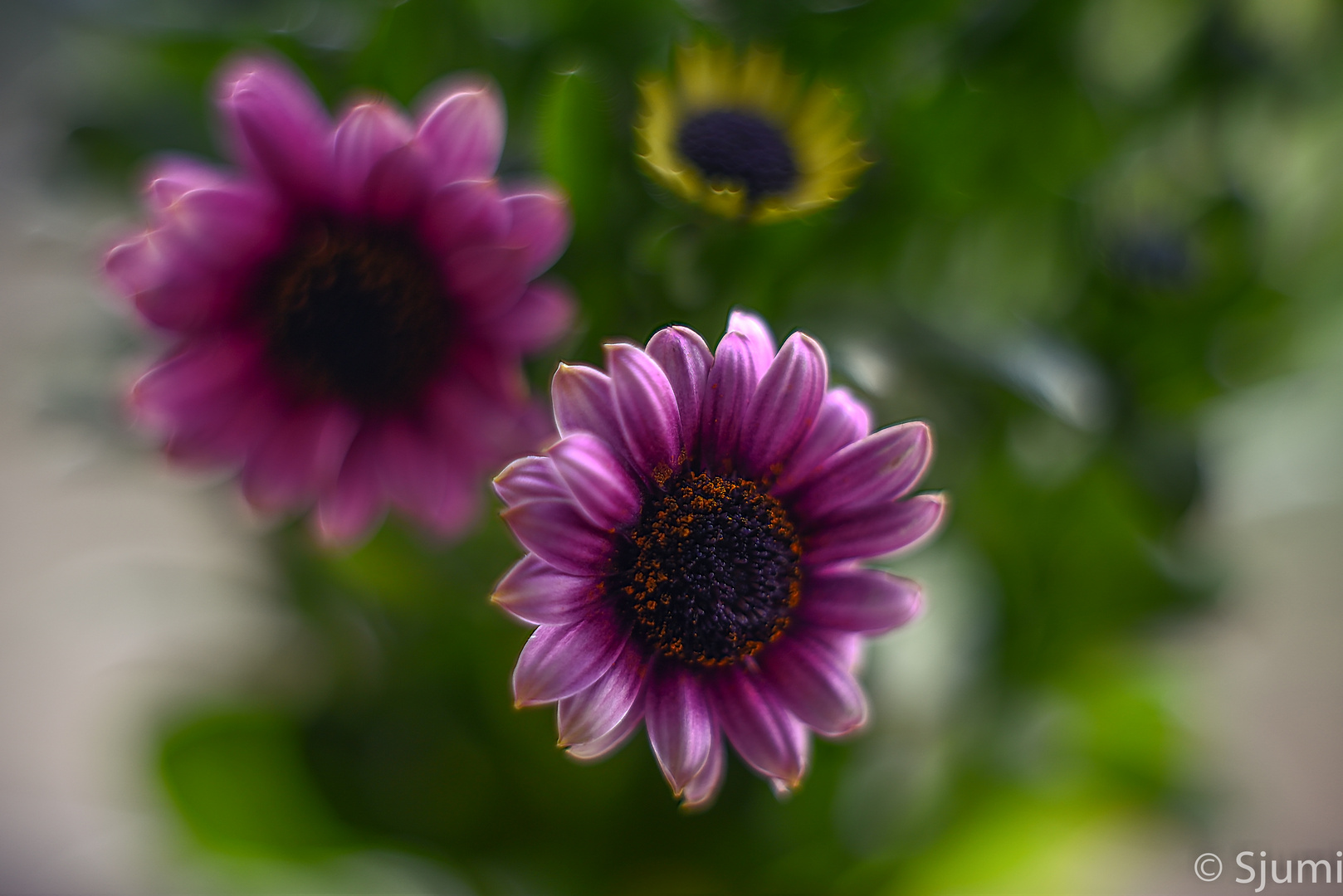 Osteospermum picturesque