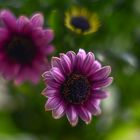 Osteospermum picturesque