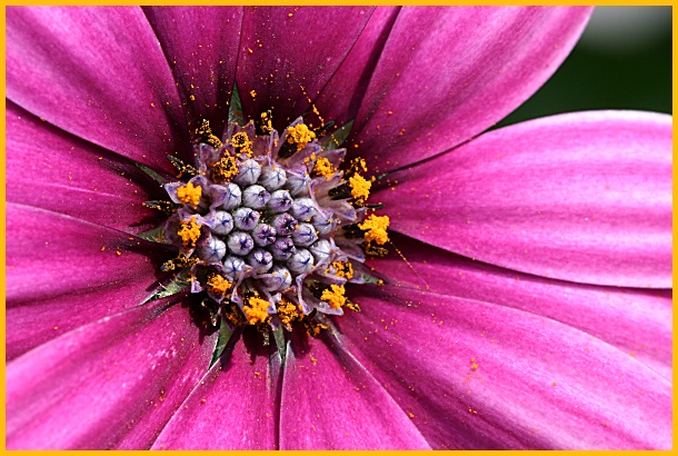 Osteospermum - Polarstern