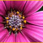 Osteospermum - Polarstern