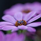 Osteospermum 'Volta'