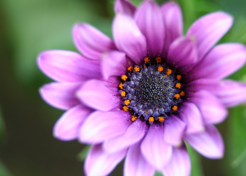 Osteospermum X Hybridum