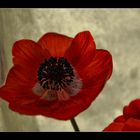 Oster-Anemone