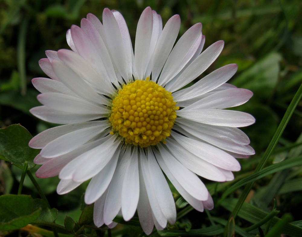 "Oster - Gänseblümchen"