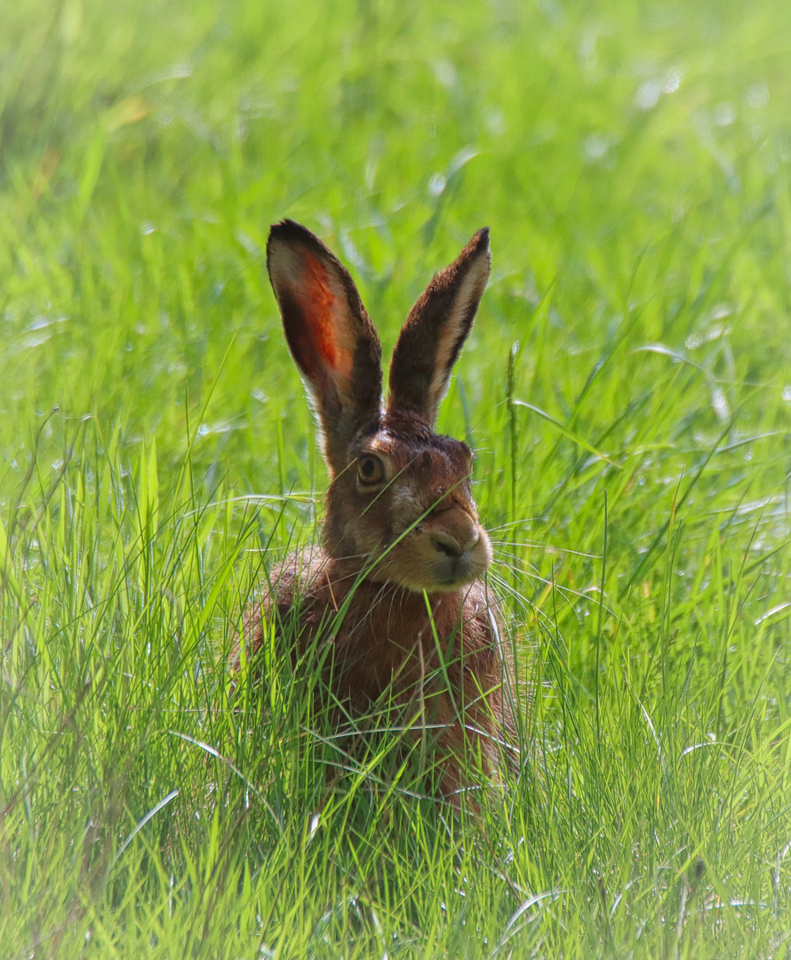 (Oster) Hase