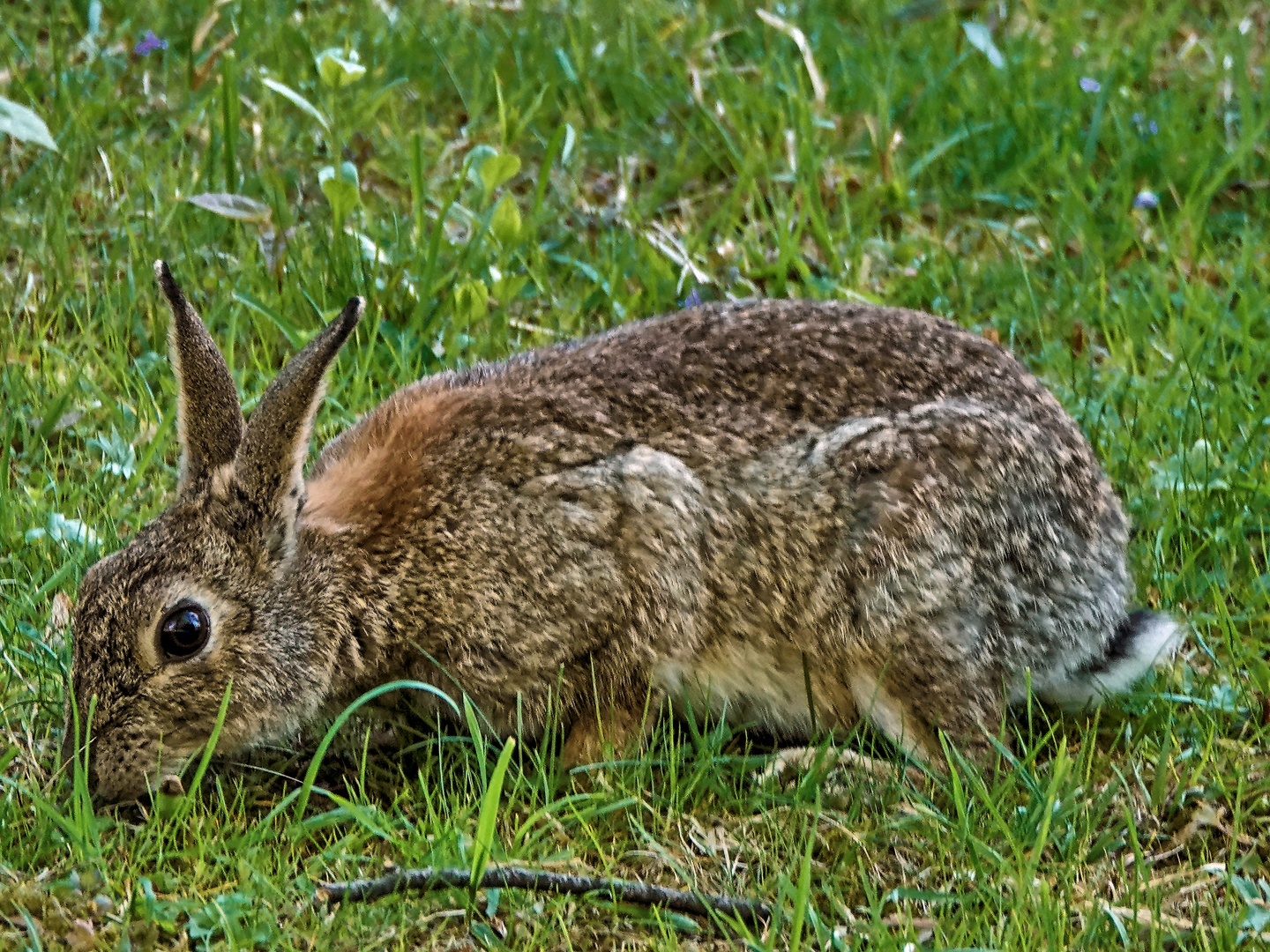 Oster Hase