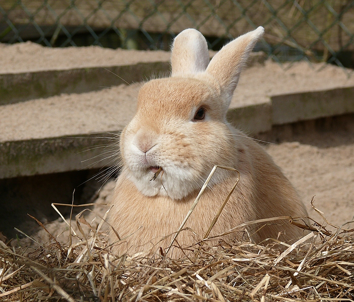 Oster-Kaninchen