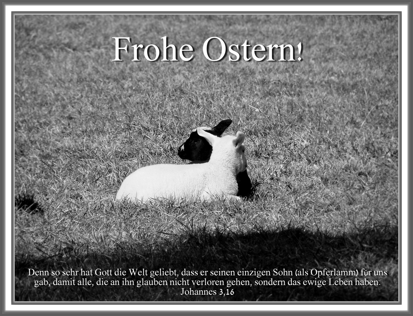 Oster-Lamm