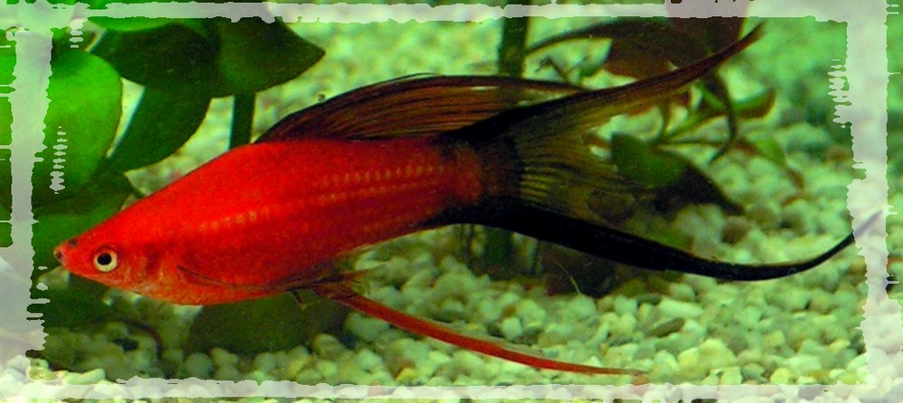 Oster-Platy