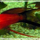 Oster-Platy