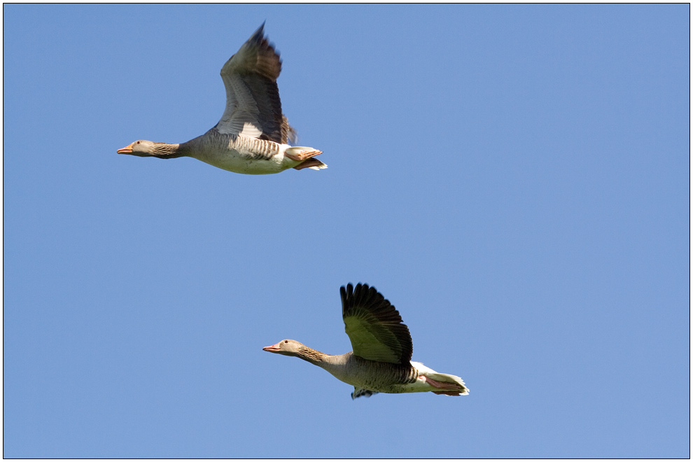 Oster-Rundflug ...