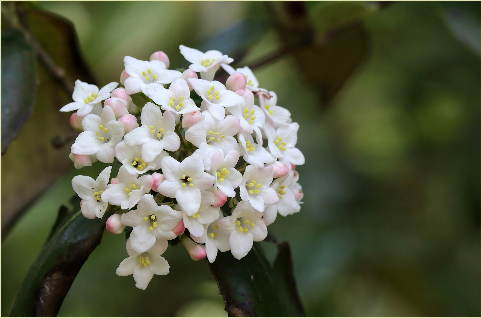 Oster-Schneeball  (Viburnum burkwoodii)...