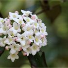 Oster-Schneeball  (Viburnum burkwoodii)...