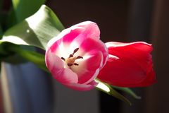 Oster-Tulpe