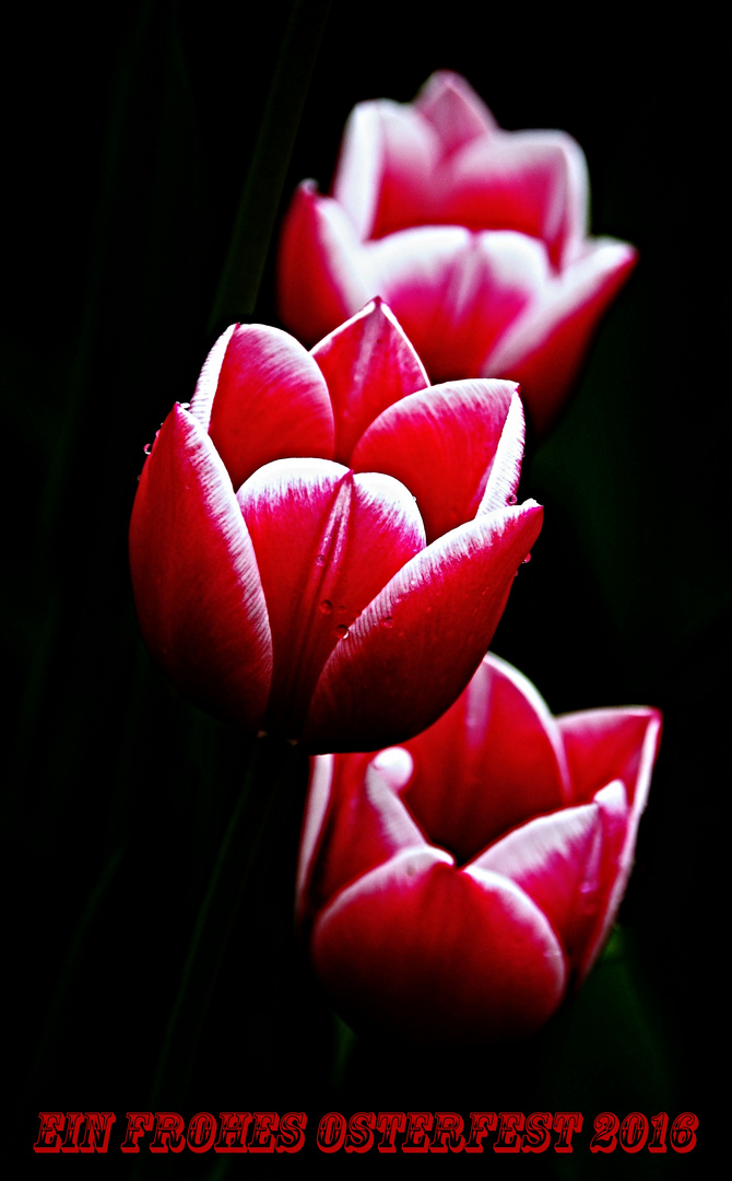 Oster-Tulpen