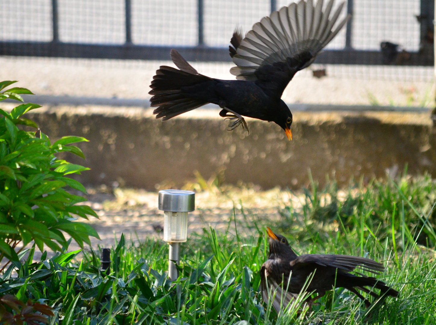 Oster - Zoff im Garten .....