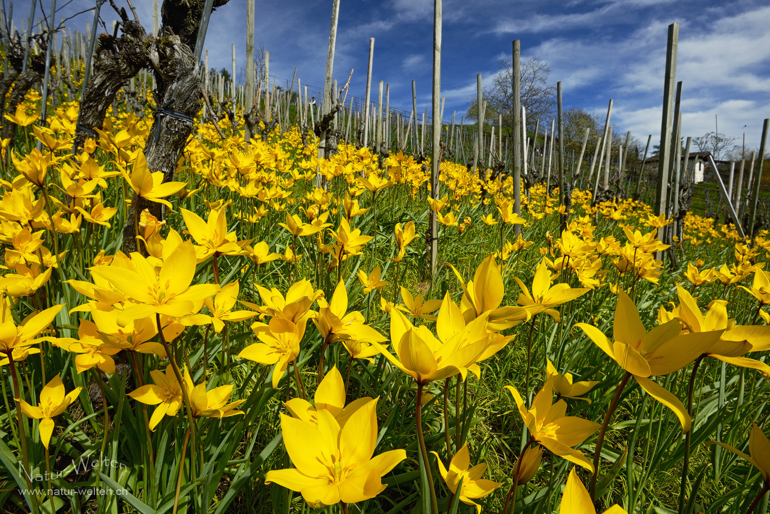 Osterausflug zu den Weinbergtulpen