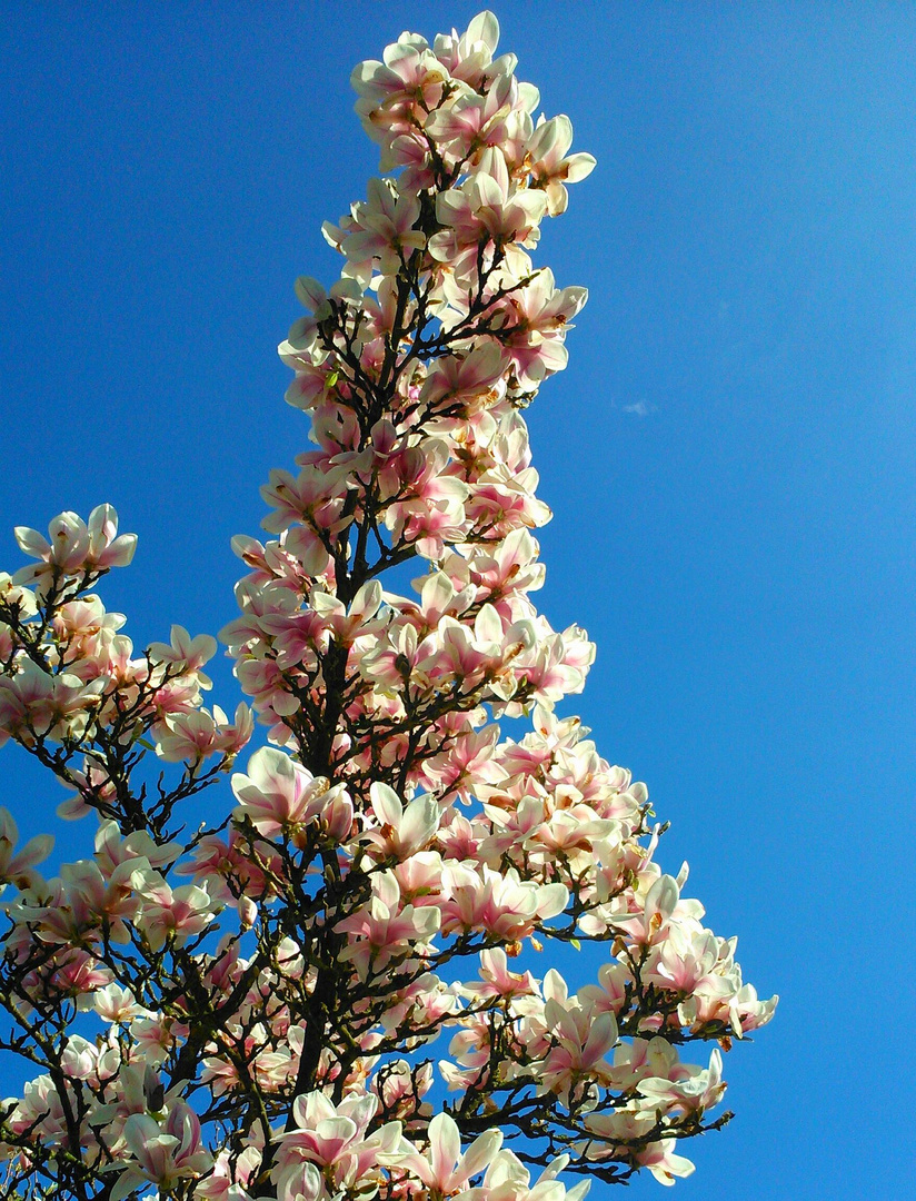 Osterbaum Magnolie