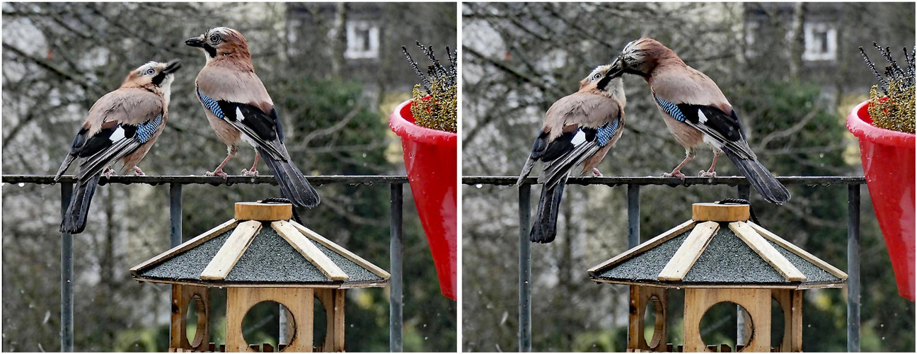 Osterbesuch auf dem Balkon Foto Bild natur tiere Osterbesuch auf dem Balkon Foto Bild natur tiere