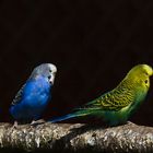 Osterbesuch im Tierpark Hirschfeld