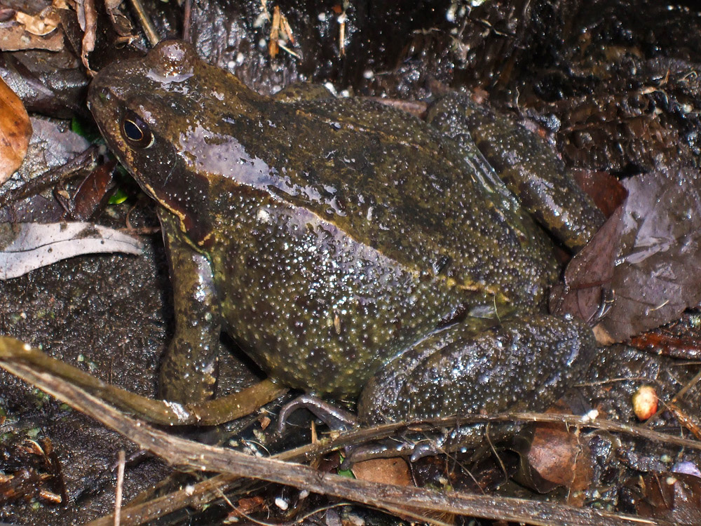 Osterbesuch in unserem Garten