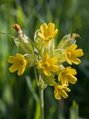 Osterblümchen 2: Schlüssel zum Paradies