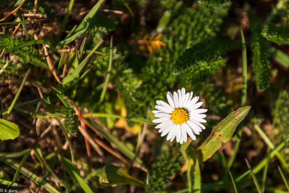 Osterblümchen