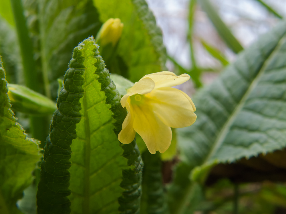 Osterblümchen