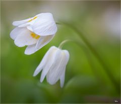 Osterblümchen