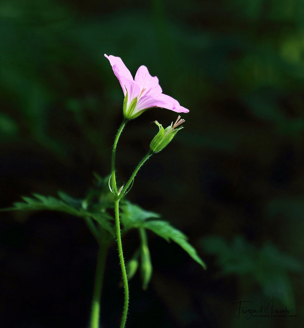 Osterblümchen -There´s always a light 