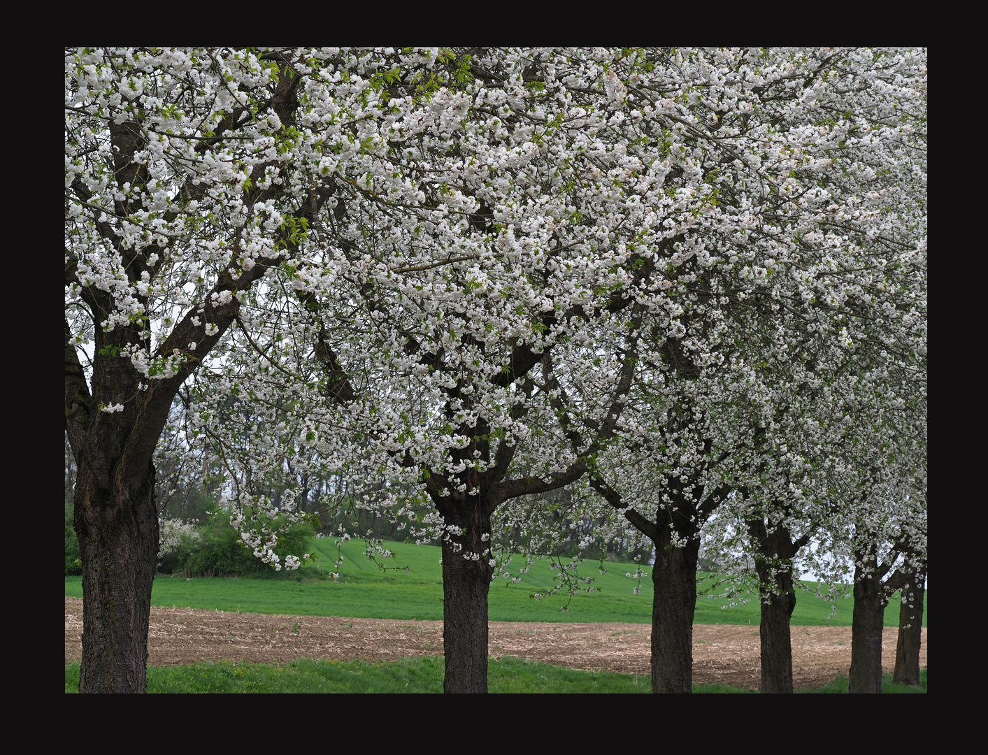 Osterblüte 2017