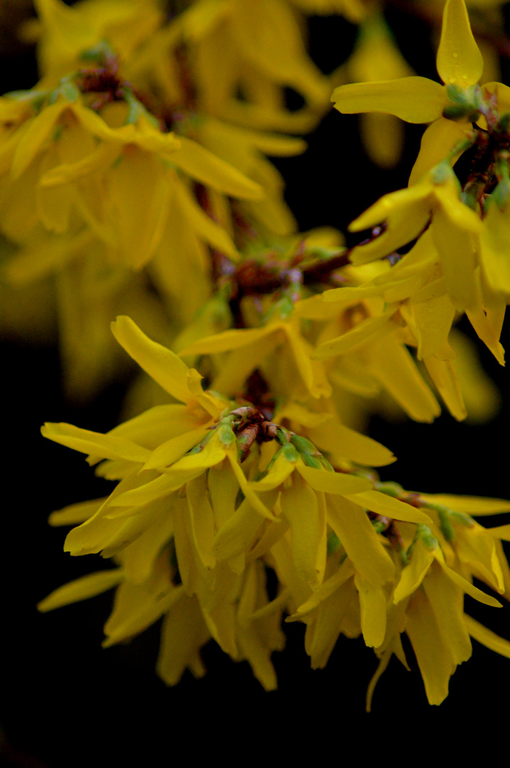 Osterblüte