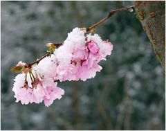 Osterblüte