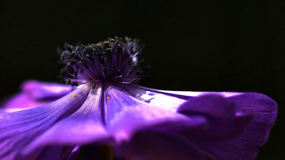 Osterblüte I